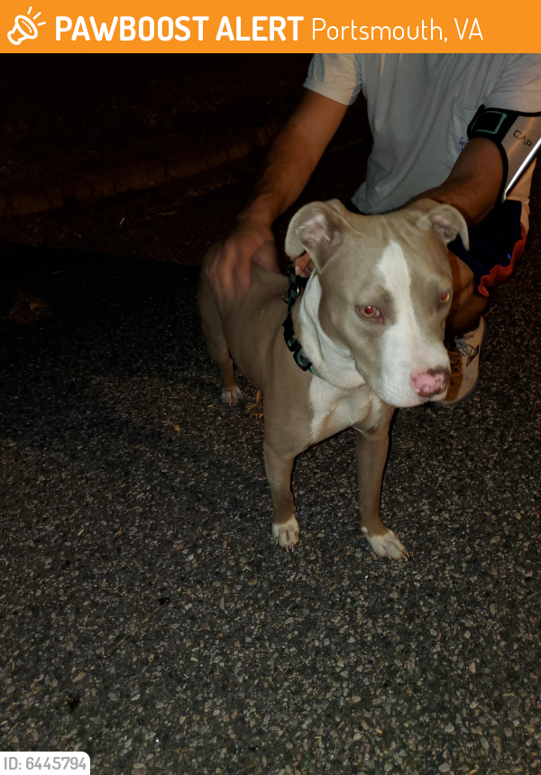 Found/Stray Female Dog last seen Lancaster Ave & Race Street, Portsmouth, VA 23707