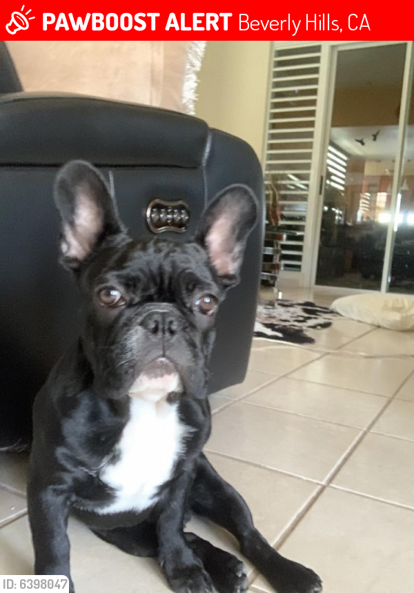 Lost Male Dog last seen  Beverly Hills, CA 90211, Beverly Hills, CA 90211