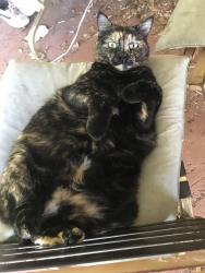 Lost Female Cat last seen Near N bay hills blvd, safety harbor, Safety Harbor, FL 34695