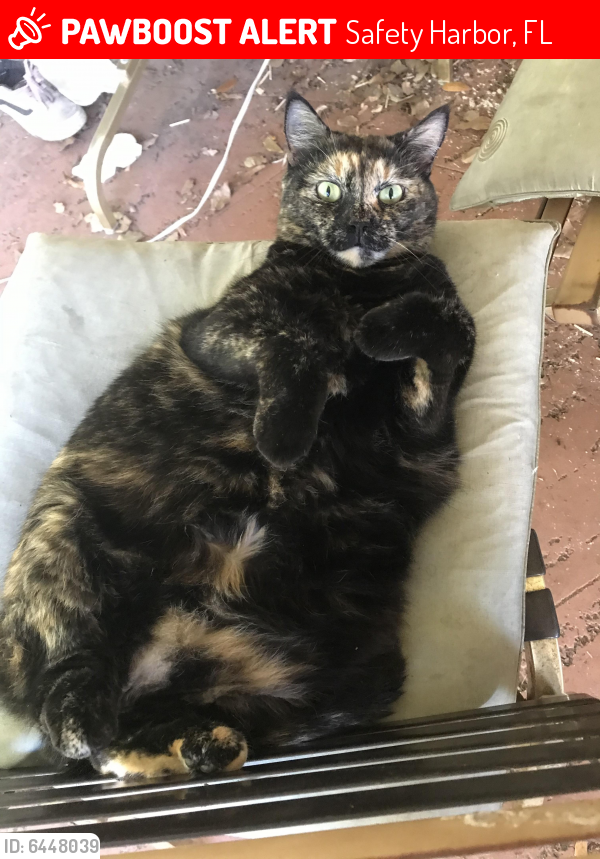 Lost Female Cat last seen Near N bay hills blvd, safety harbor, Safety Harbor, FL 34695