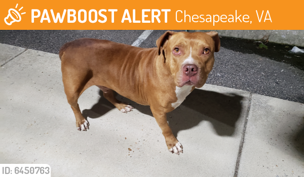 Found/Stray Male Dog last seen Ballahack Road and Bunch Walnuts, Chesapeake, VA 23322
