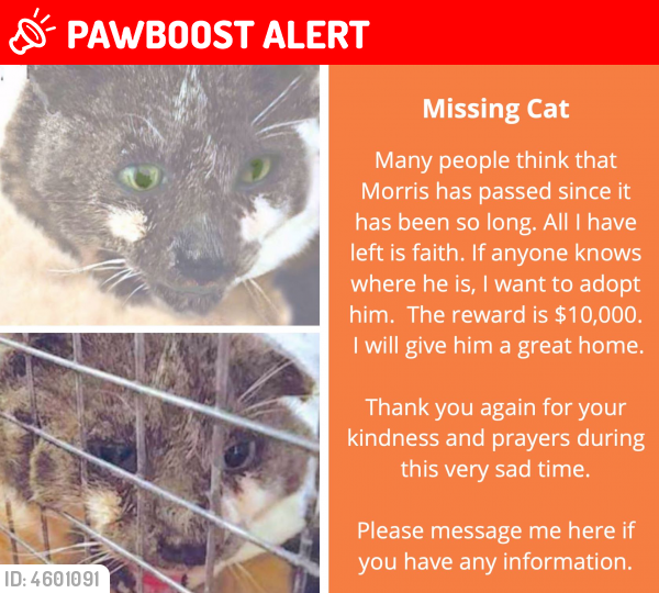 Lost Male Cat last seen Near Dune Rd & Jessup Ln, Westhampton Beach, NY 11978
