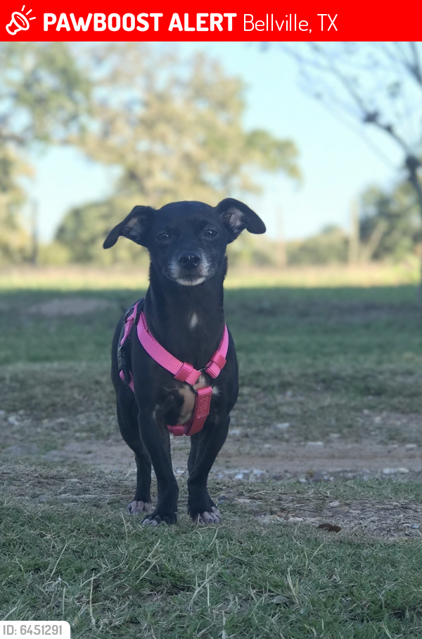Lost Female Dog last seen FM529, Bellville, TX 77418