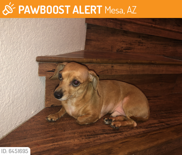 Found/Stray Male Dog last seen Crismon and Baseline, Mesa, AZ 85209
