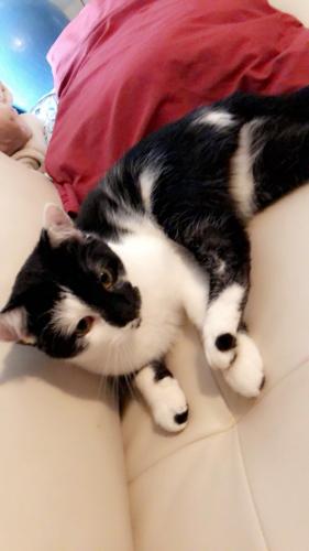 Lost Male Cat last seen Briarberry Lane & Northdale, Greater Northdale, FL 33624