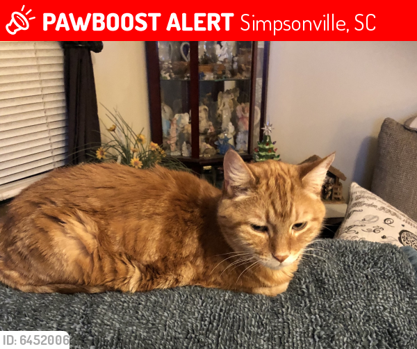Lost Male Cat last seen River Shoals , Simpsonville, SC 29680
