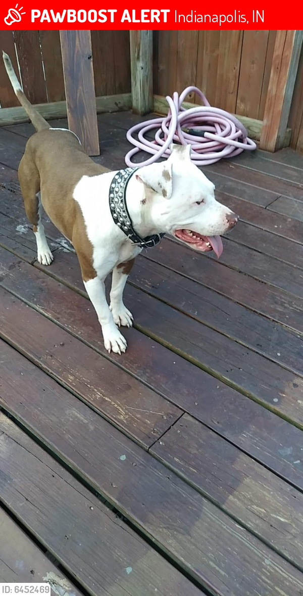 Lost Female Dog last seen Thompson rd and us 31, Indianapolis, IN 46227