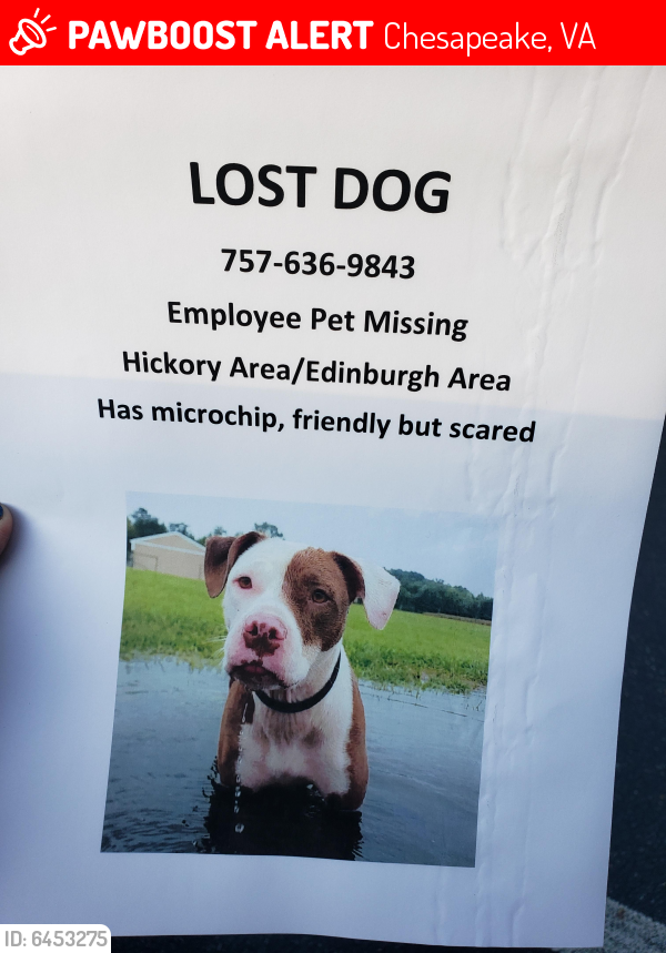 Lost Female Dog last seen Home Depo, Chesapeake, VA 23322