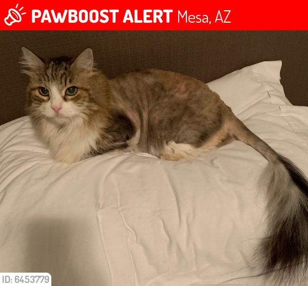 Lost Female Cat last seen Sossaman and Guadalupe, Mesa, AZ 85212