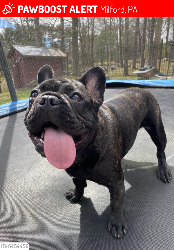 Lost Male Dog last seen Christian Hill Road, Milford, PA 18337