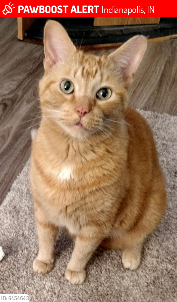Lost Male Cat last seen Craig Street - Avery Point Apartments - Castleton, Indianapolis, IN 46250