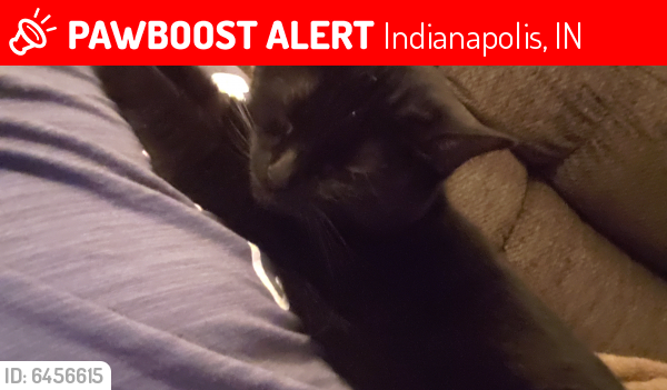 Lost Female Cat last seen Troy ave and Tacoma , Indianapolis, IN 46203