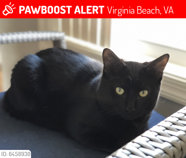 Lost Male Cat last seen Dam Neck and Rosemont, Virginia Beach, VA 23453
