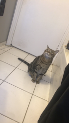 Reunited Male Cat last seen Parent and Niagara, Windsor, ON N9A 2A9