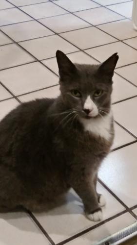 Lost Male Cat last seen Arthur Street and 22nd Avenue, Hollywood, FL 33020