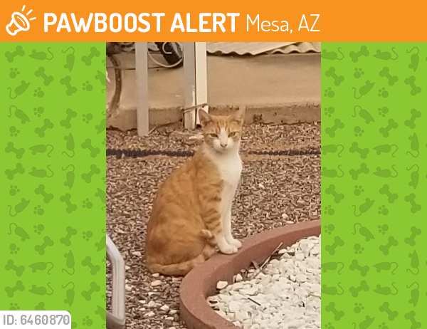 Found/Stray Unknown Cat last seen Lindsay and Mail, Mesa, AZ 85204