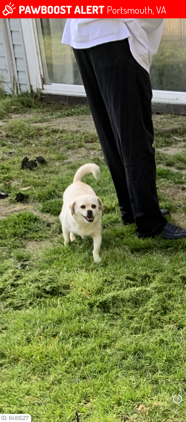 Lost Female Dog last seen Near Augustine circle , Portsmouth, VA 23703