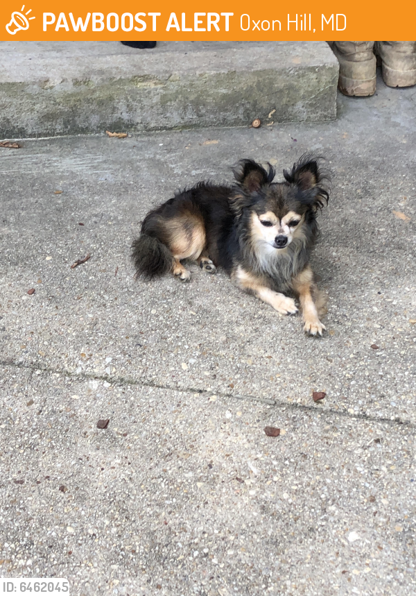 Found/Stray Male Dog last seen Knoll Dr Oxon Hill, Oxon Hill, MD 20745