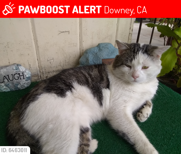 Lost Male Cat last seen Carpenter Elementary School, Downey, CA 90242