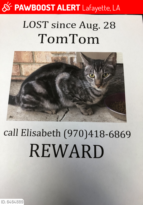 Lost Male Cat last seen Southwood and Briaroak a block from Lowe’s & Robley, Lafayette, LA 70503