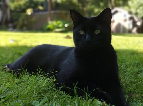 Lost Male Cat last seen Near and 146A Street , Surrey, BC V3S 7R4