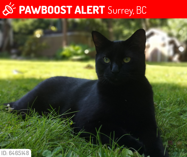 Lost Male Cat last seen Near and 146A Street , Surrey, BC V3S 7R4