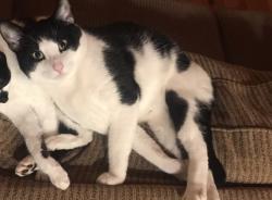 Lost Male Cat last seen Eagleton village , Maryville, TN 37804