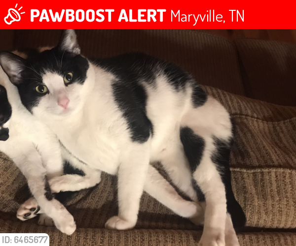 Lost Male Cat last seen Eagleton village , Maryville, TN 37804