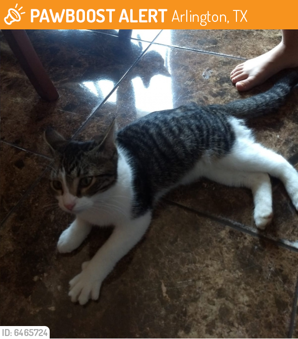 Rehomed Unknown Cat last seen Collins st and Truman st, Arlington, TX 76011