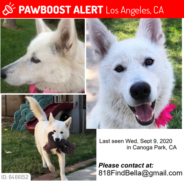 Lost Female Dog last seen Shoup Ave & Strathern St, Los Angeles, CA 91304
