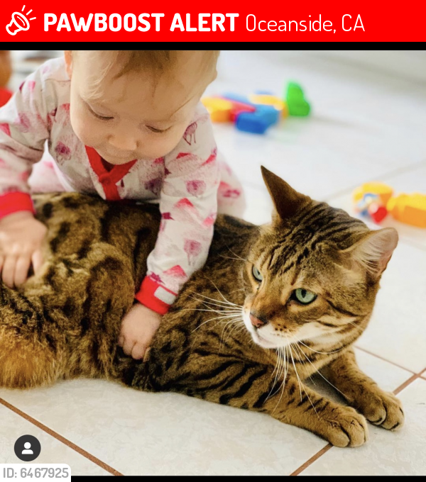 Lost Male Cat last seen Lake blvd & plaza drive by DMV, Oceanside, CA 92056