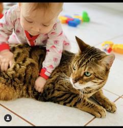 Lost Male Cat last seen Lake blvd & plaza drive by DMV, Oceanside, CA 92056