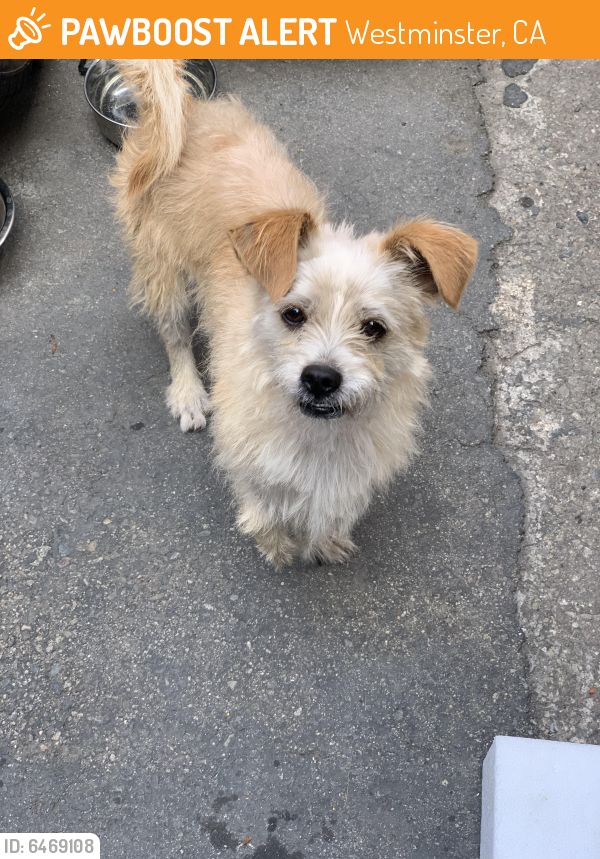 Rehomed Male Dog last seen Westminster blvd  & Olive St (right by the used car dealership), Westminster, CA 92683