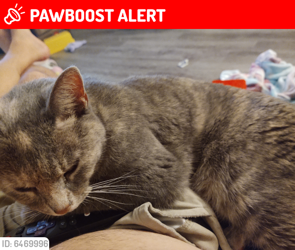 Lost Female Cat In Menomonee Falls Wi 53051 Named Livvie Id 6469996