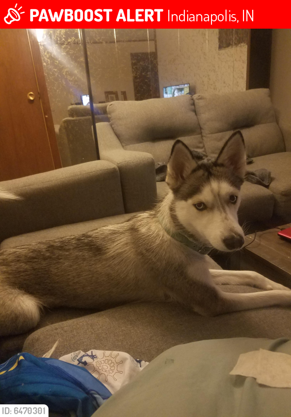 Lost Female Dog last seen 36th and Post Rd, Indianapolis, IN 46235