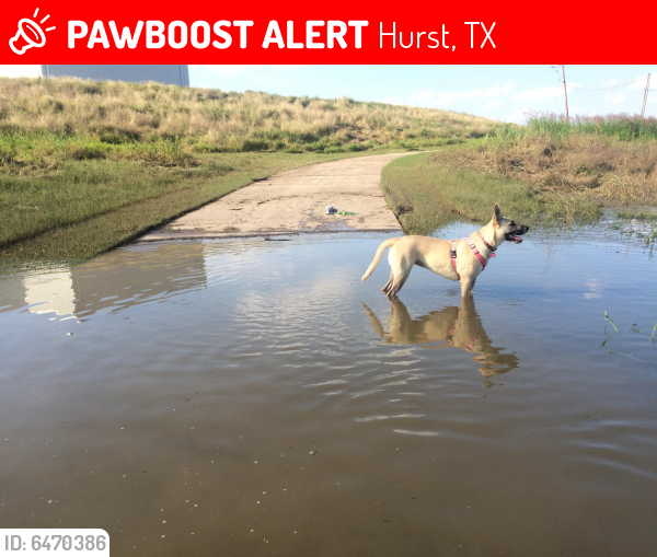 Lost Female Dog last seen Hwy 10 & Precinct Line Rd Hurst, Texas, Hurst, TX 76053
