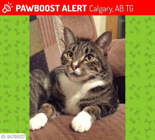 Lost Male Cat last seen Ranchridge Way NW, Calgary, AB T3G