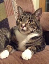 Lost Male Cat last seen Ranchridge Way NW, Calgary, AB T3G