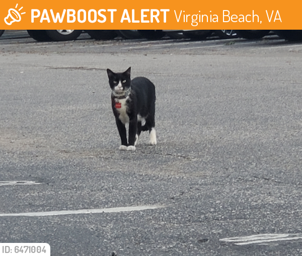 Found/Stray Unknown Cat last seen Holland and Windsor Oaks Rd., Virginia Beach, VA 23452
