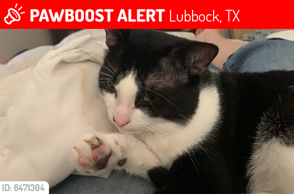 Lubbock, TX Lost Male Cat, Little Cat Is Missing | PawBoost