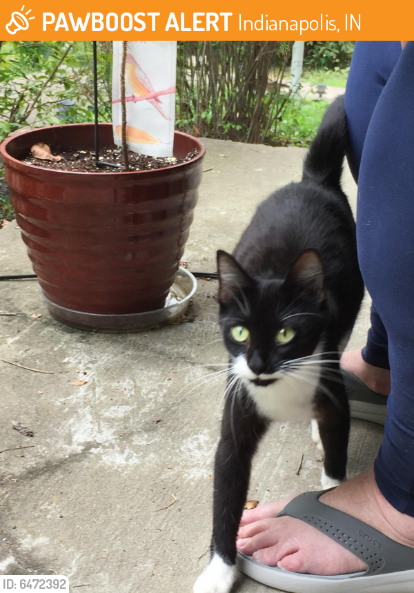 Surrendered Female Cat last seen 56th and Moller Rd, Indianapolis, IN 46254
