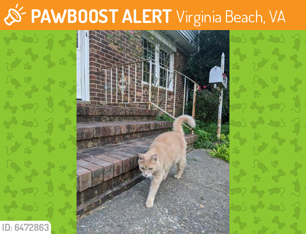 Found/Stray Unknown Cat last seen Erskine,Virginia Beach Blvd, North Witch Duck, Virginia Beach, VA 23462