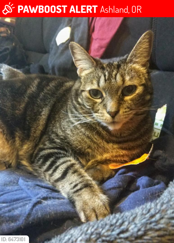 Lost Female Cat last seen Bear Creek Mobile Home Park, Ashland, OR 97520
