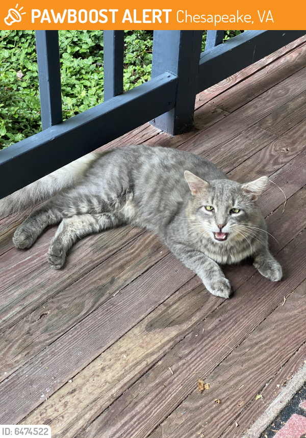 Found/Stray Male Cat last seen Colony drive/Fentress rd, Chesapeake, VA 23322