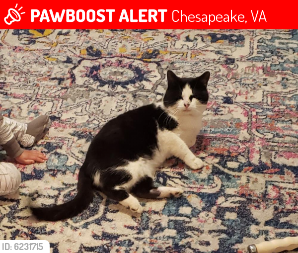 Lost Male Cat last seen Near Avonlea Pointe , Chesapeake, VA 23322