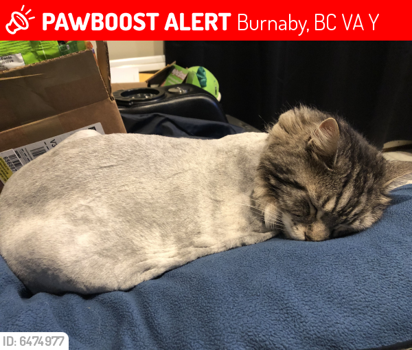 Lost Male Cat last seen Backyard , Burnaby, BC V5A 3Y3