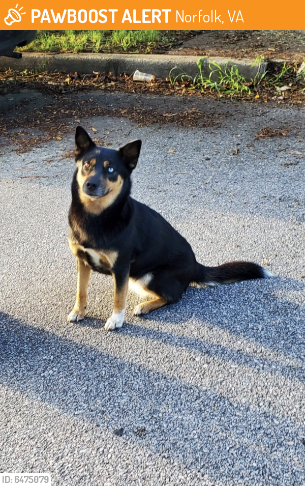 Found/Stray Female Dog last seen Virginia Beach Blvd and Newtown Rd , Norfolk, VA 23502