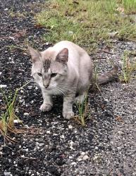 Lost Male Cat last seen Near Route 441 and Lantana in Lake Worth, Palm Beach County, FL 33449