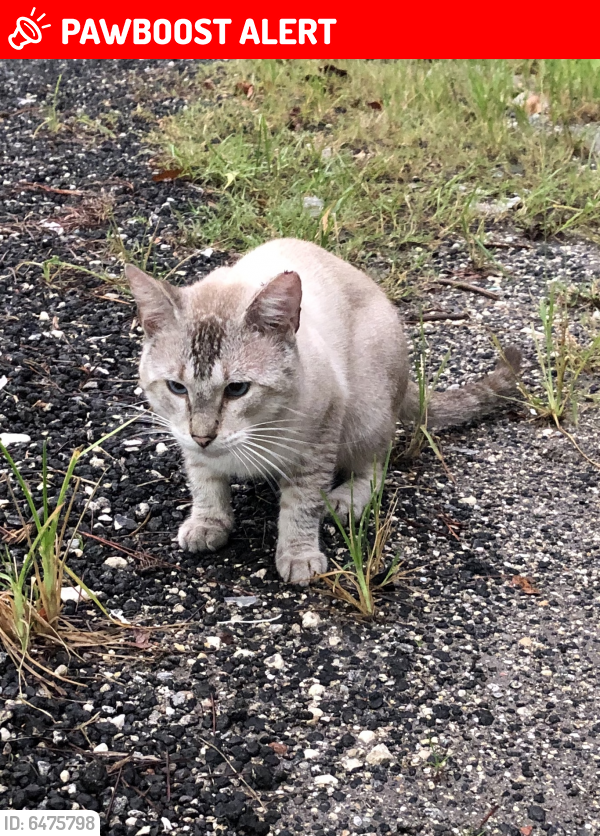 Lost Male Cat last seen Near Route 441 and Lantana in Lake Worth, Palm Beach County, FL 33449