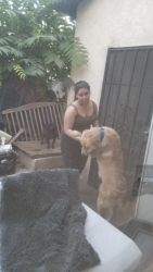 Reunited Male Dog last seen Kellog st, Lake Elsinore, CA 92530